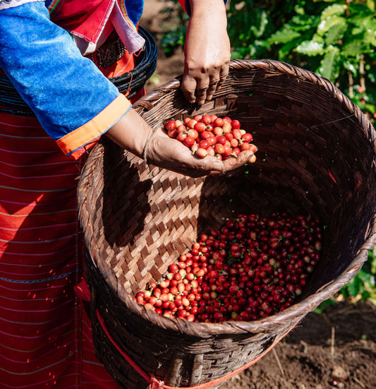Explorando los sabores del café: Single Origin vs Blend